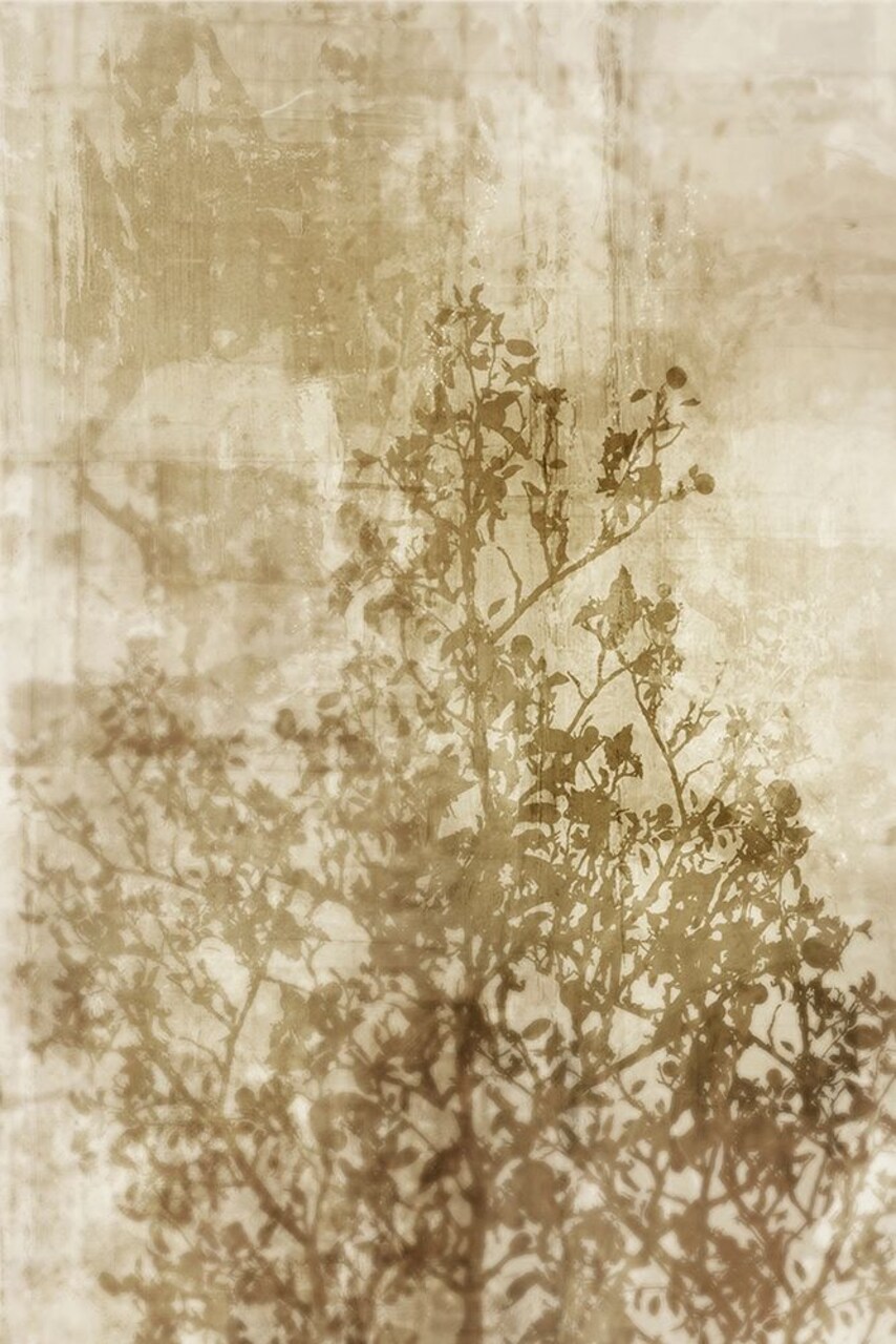 Dream of Trees II Poster Print by Ken Roko - Item # VARPDXKX066A